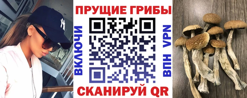 Галлюциногенные грибы Psilocybine cubensis  Реж 